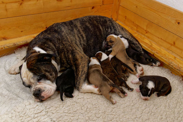 Der ganz Wurf - zwei Wochen alt