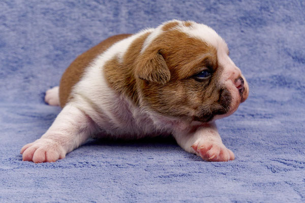 Tinka - mit zwei Wochen