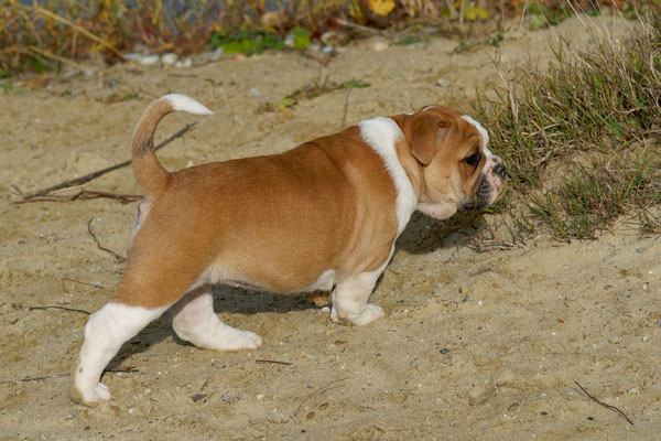 T Wurf mit Opa Freddy - acht Wochen alt