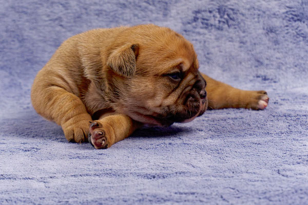 Tessa - mit zwei Wochen