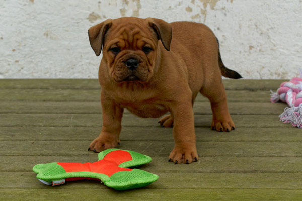 Tyson - mit sieben Wochen