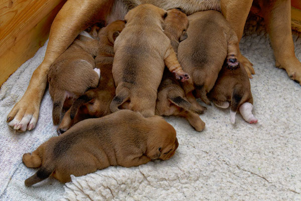Der ganze Wurf - mit zwei Wochen