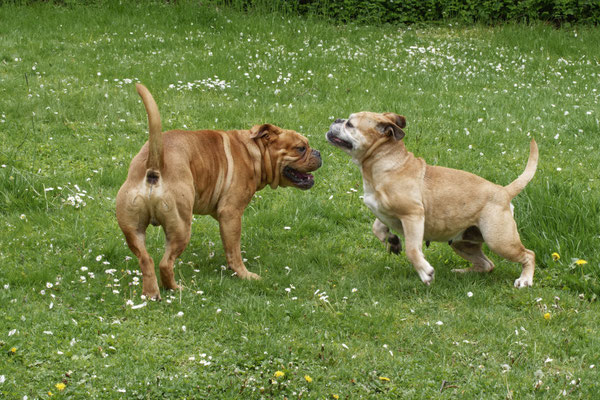 Freddy und Lotte Verpaarung Mai 2022