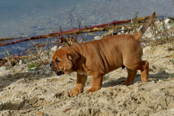 T Wurf mit Opa Freddy - acht Wochen alt