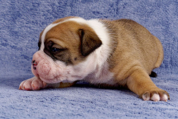 Urano - drei Wochen alt