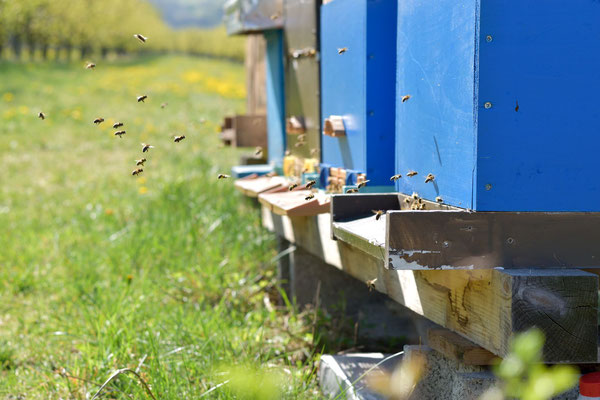 Bienenflug