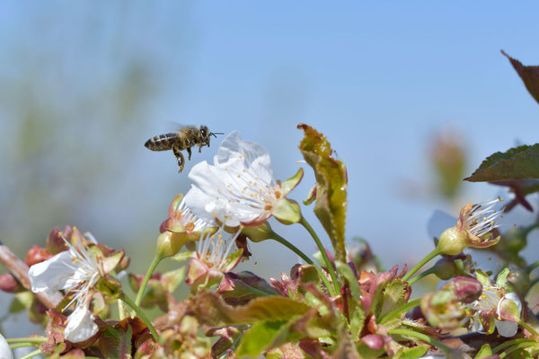 Bienen