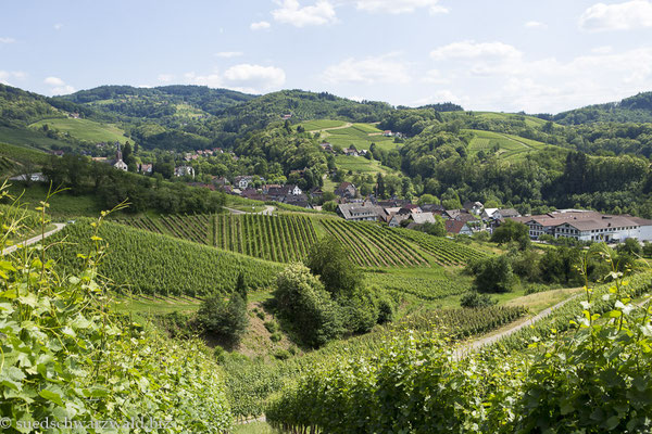 Blick über die Weinberge bei Sasbachwalden