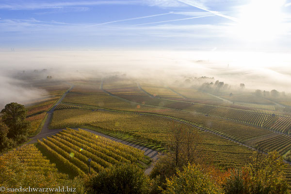 Weinberge bei der Heuchelberger Warte