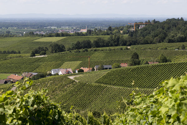 Ausblick über die Weinberge bei Gallenbach