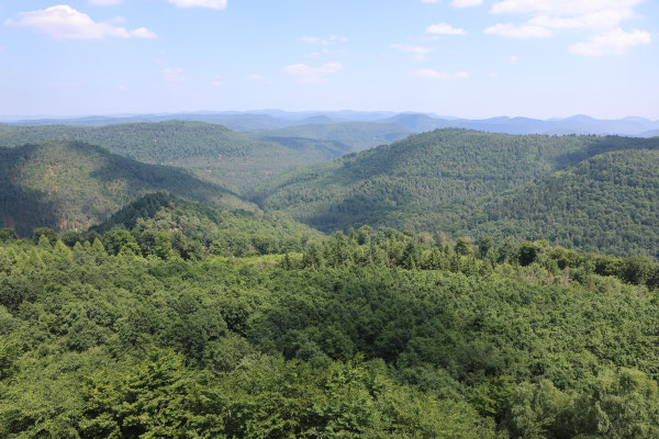 Aussicht vom Luitpoldturm über den Pfälzerwald