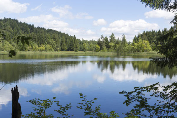 Ausblick über den Schwansee