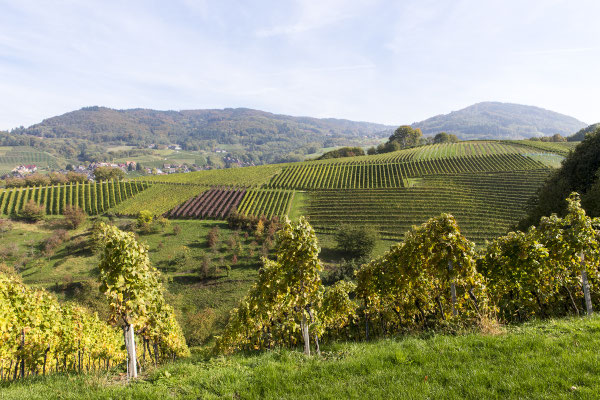 Blick über die Weinberge bei Sasbachwalden