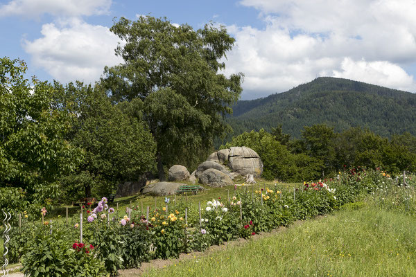 Dahlienbeet bei den Girsteinen