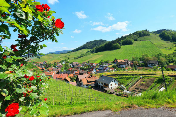 Geheimnisvolle Pfade | Weinberge nahe dem Kutzenstein