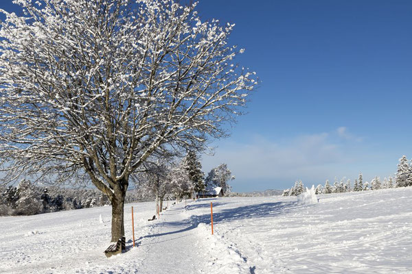 Spazierweg bei der Marienkapelle von Höchenschwand