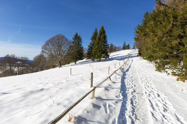 Wanderweg zwischen Kappeler Wand und Schauinslang