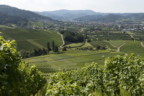 Weinberge bei Tiergarten