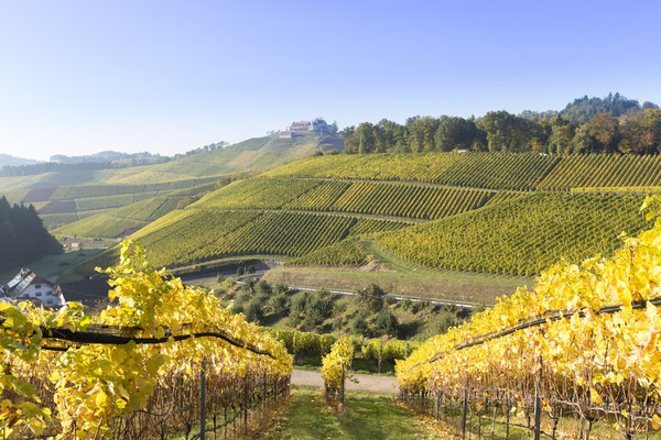 Blick über die Weinberge zum Schloss Staufenburg