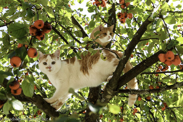 Kletterkatzen beim Gasthaus Auerhahn, St. Roman