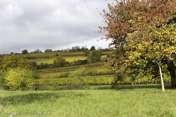 Herbststimmung bei Obernai | Wanderungen Langschläfer Elsass Vogesen