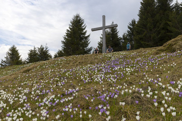 Krokuswiese am Himmelseck