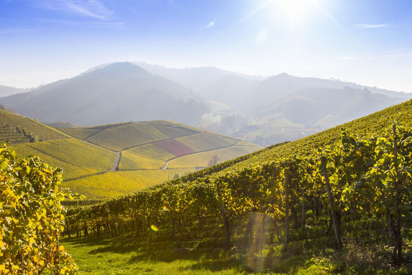 Herbststimmung in den Weinbergen von Durbach