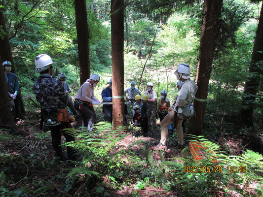 伐倒作業：お母さんも頑張って受け口を伐ります