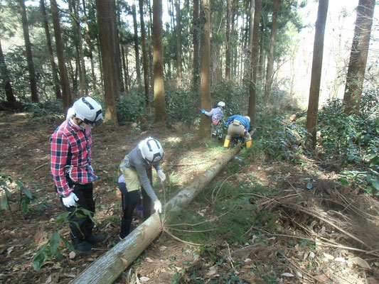 枝払い作業：枝を幹から切り取ります