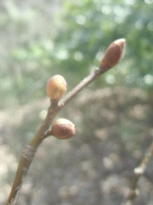 春の兆し５：丸い花芽（蕾）が弾けそうです