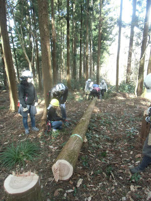 伐倒作業：狙った方向に倒れました