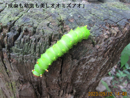 昆虫３：緑色でキレイな「オオミズアオ」の幼虫