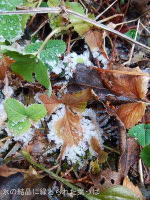落葉の周りに咲いた「氷の結晶」：滝ノ沢林道