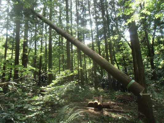 「PNP１年生」：間伐体験で直径32ｃｍ高さ25ｍのスギを伐る