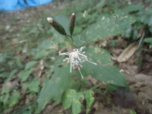 細い花弁のカシワバハグマ