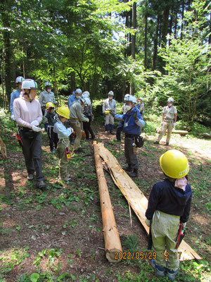 皮むき作業：長さ5ｍの奇麗な材が出来ました