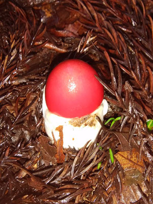 タマゴタケ（白い殻から赤い傘が出てきました）