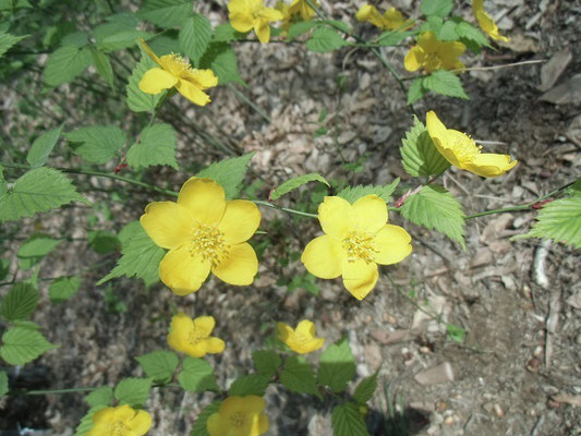 上向きに咲くヤマブキの黄色い花