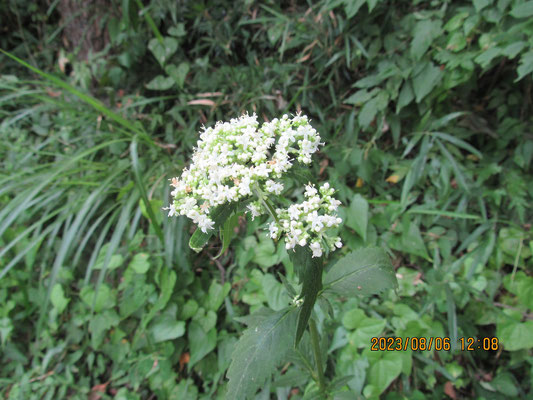秋の花1：オトコエシは白（オミナエシは黄色）