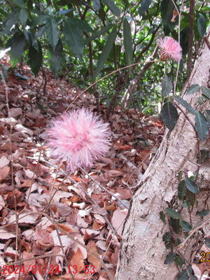 ピンク色したコウヤボウキの種