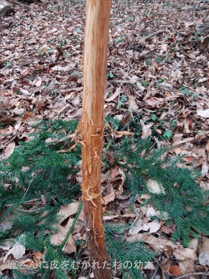 鹿に皮を剥かれた杉の幼木：雑木林