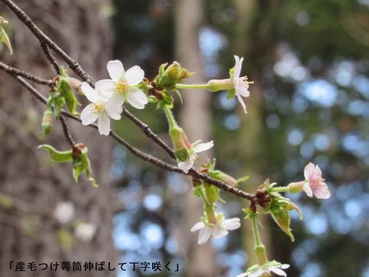 チョウジザクラ：花びらの下の萼筒が長くて毛深い桜です