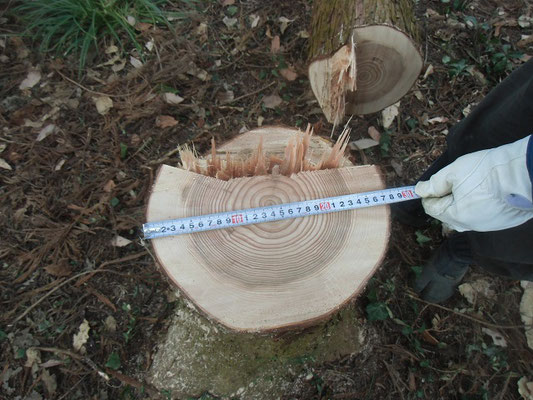 切り株：直径28ｃｍ、樹齢約60年のスギをきりました