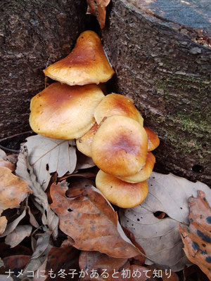 味が濃厚で美味しかったナメコ：椎茸圃場