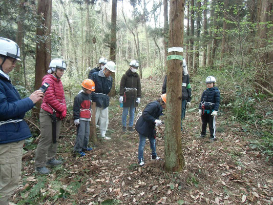 伐倒作業（家族班）：まず受け口を三角に切る