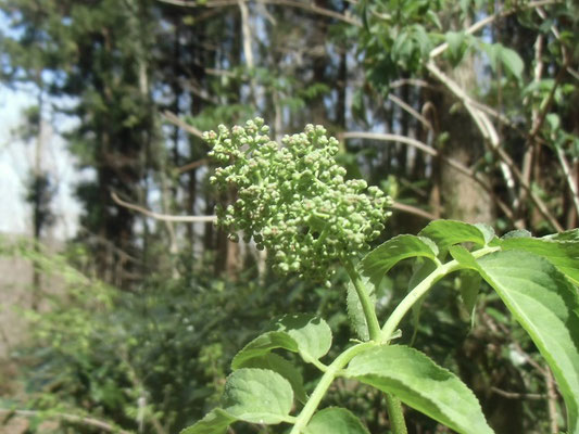 花序を伸ばしたニワトコ