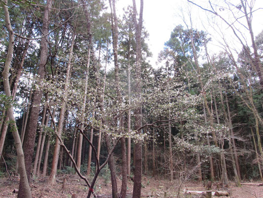 チョウジザクラ：雑木林の中で一番早く咲く野生の桜です