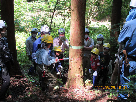 伐倒作業：子供たちが頑張って受け口を伐っています