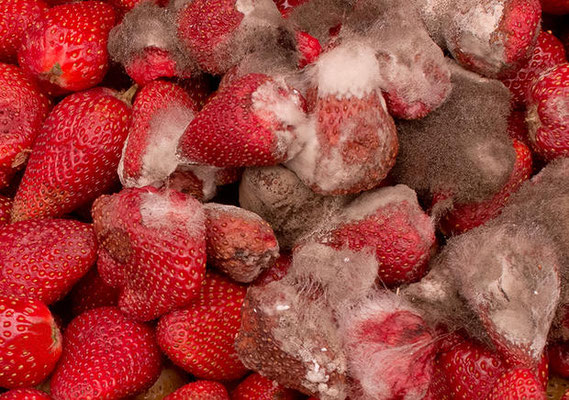 Fraises moisies.