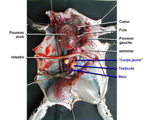 Dissection ventrale de la grenouille. Source: http://www.ac-rennes.fr/pedagogie/svt/applic/dissect